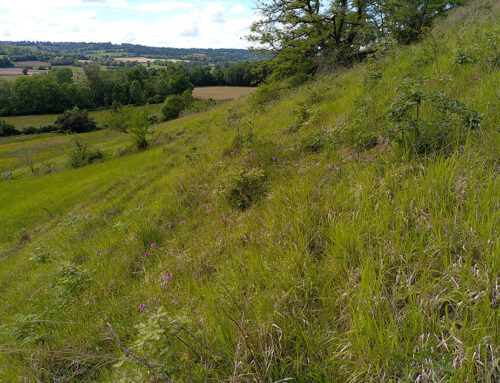 Coteaux de Castetpugon, Cadillon et Lembeye : relance de l’animation Natura 2000