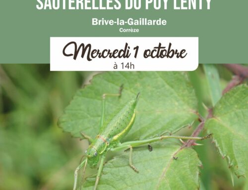 1/10/2025 A la découverte des criquets et sauterelles du Puy Lenty (19)