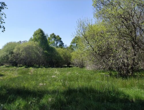 Restauration de 6ha de prairie humide et mégaphorbiaie dans la vallée de la Ramade (23)