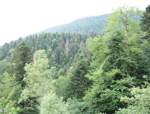L’inventaire des vieilles forêts des Pyrénées-Atlantiques continu (64)